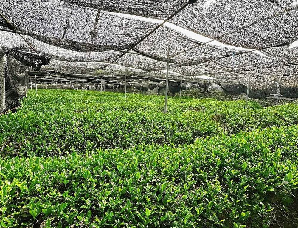 Vườn trà Marukyu Koyamaen tại Uji, Kyoto — lá tencha shade-grown dưới mái che lưới đen, chồi non xanh ngọc bích đặc trưng matcha ceremonial mùa xuân ichibancha